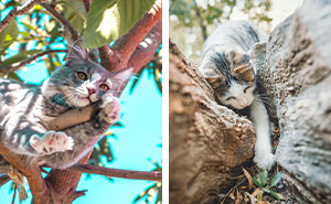 5 Ways to Safely Get Your Cat Out of a Tree Without Stressing