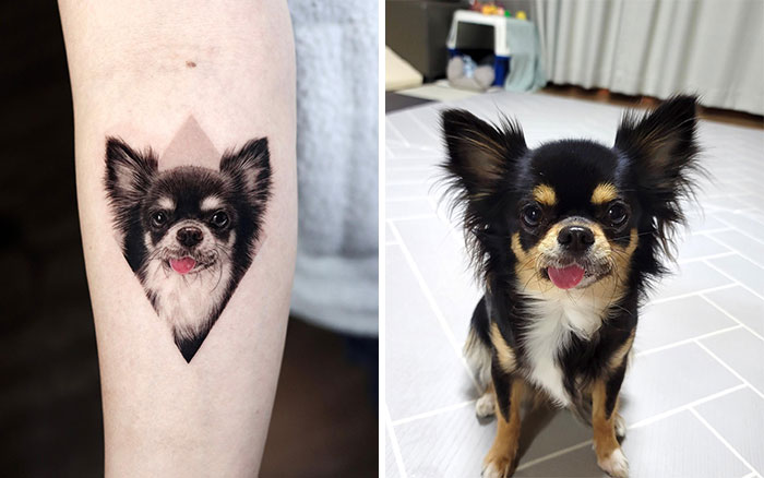 Realistic pet tattoo of a Chihuahua next to the actual dog.