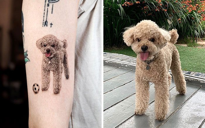 Realistic pet tattoo of a small poodle next to the dog it portrays, showcasing artistic detail and similarity.