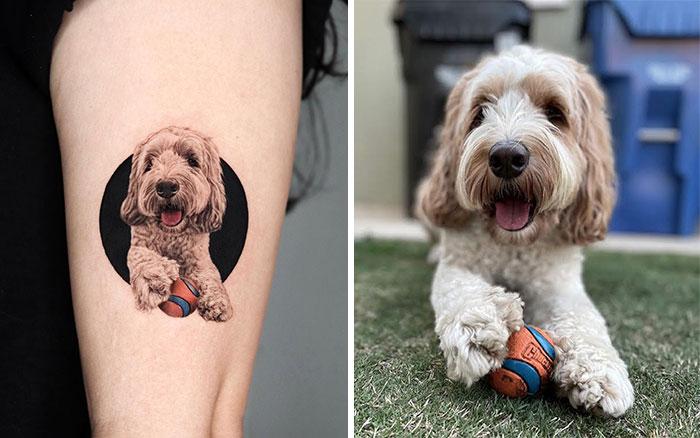 Realistic pet tattoo of a dog holding a ball on arm, next to photo of same dog playing with a ball outside.