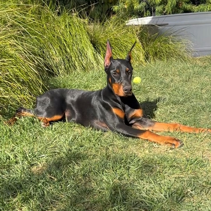 &ldquo;I Birthed Her&rdquo;: People Fume After Woman Turns Down $200k Offer From Stranger To Buy Her Dog