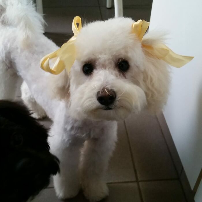 A Couple And Their 31 Four-Legged Family Members Found A Home After Their Video Asking For Help Went Viral