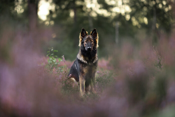 A Photograph Of A Dog