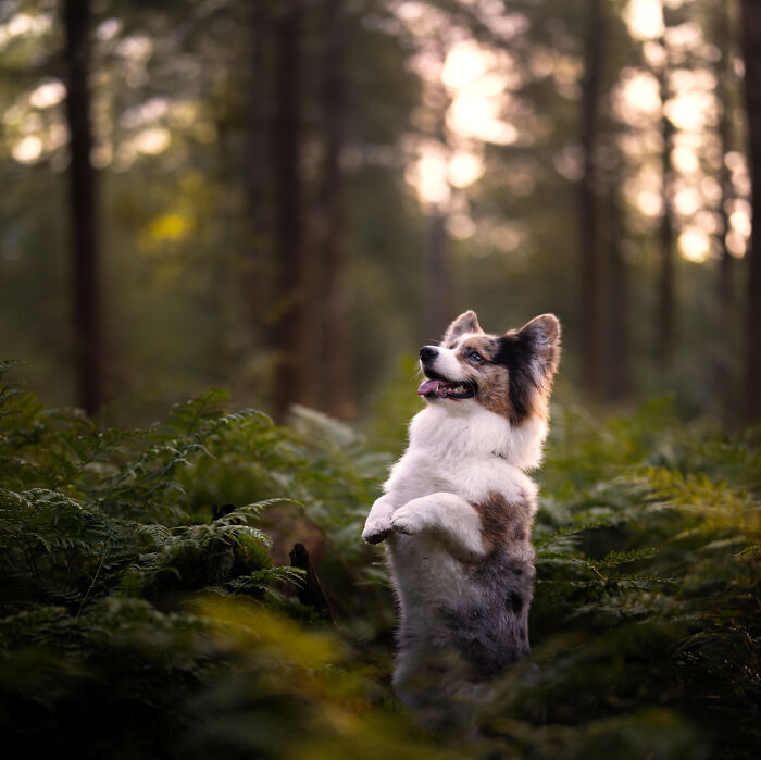 A Photograph Of A Dog