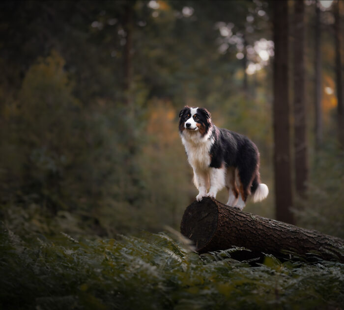 A Photograph Of A Dog