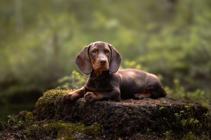 A Photograph Of A Dog