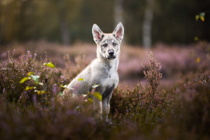 A Photograph Of A Dog