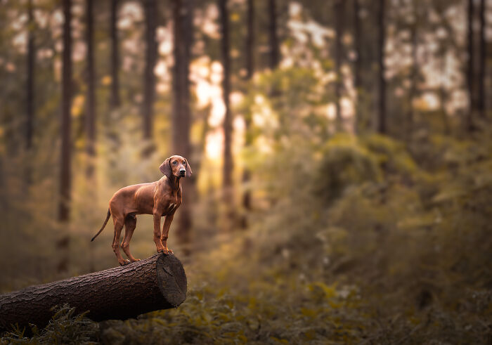 A Photograph Of A Dog