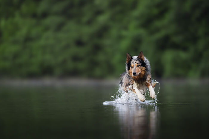 A Photograph Of A Dog