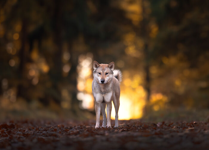 A Photograph Of A Dog