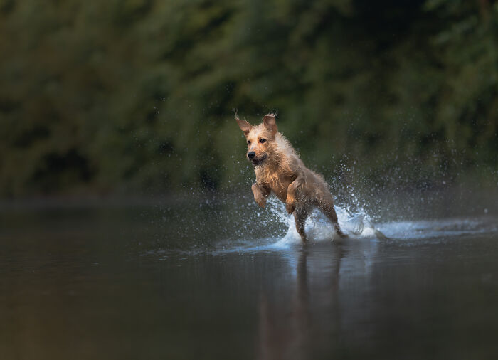 A Photograph Of A Dog