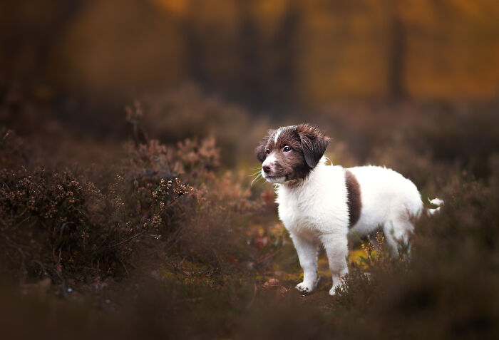A Photograph Of A Dog