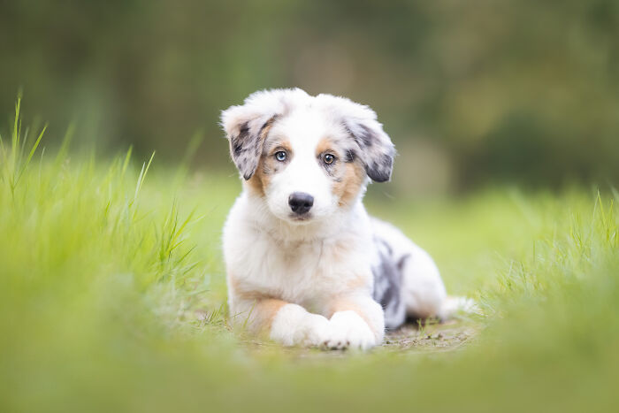 A Photograph Of A Dog