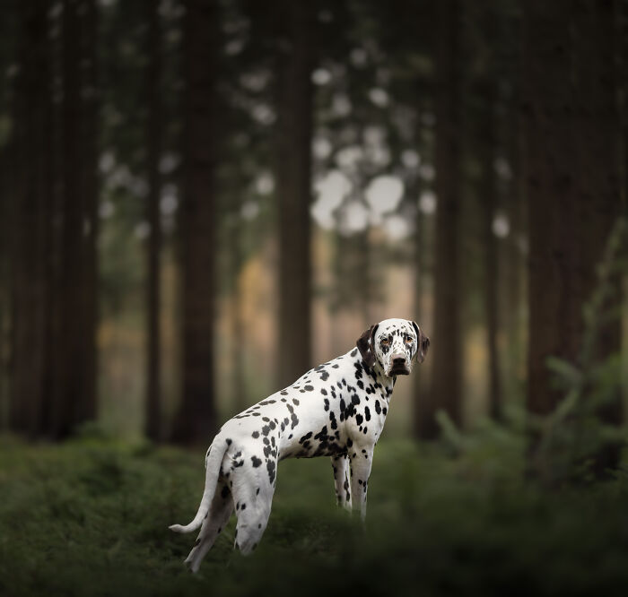 A Photograph Of A Dog