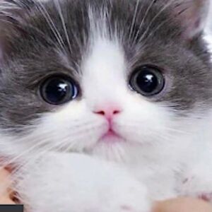 kimberlykimmieinn avatar