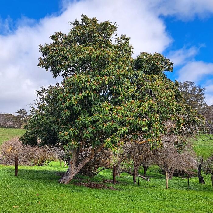 Mature rubber tree in front yard