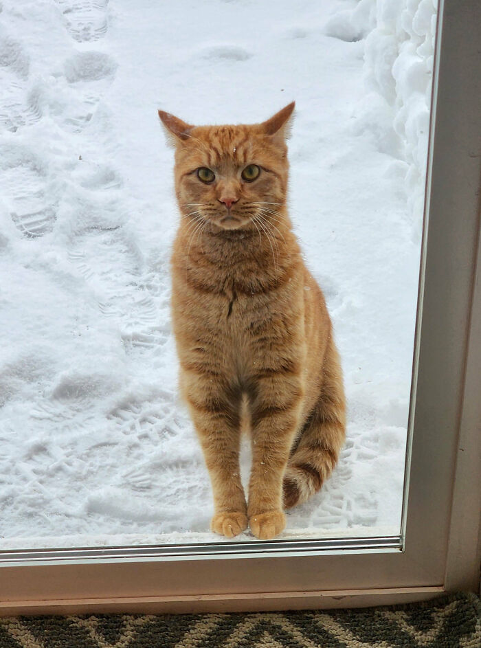 Toby Snuck Out Early This Morning When I Opened The Door To Take Out The Trash. He's Back Now, And Very Remorseful