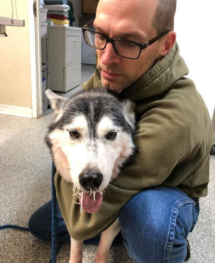 Emergency Vet Visit After Trying A Prickly Snack