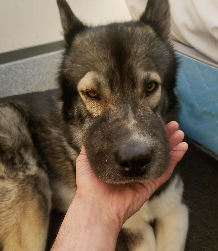 Moved To The Country So My Dog Would Be Happy. Found Out She's Alergic To Bees