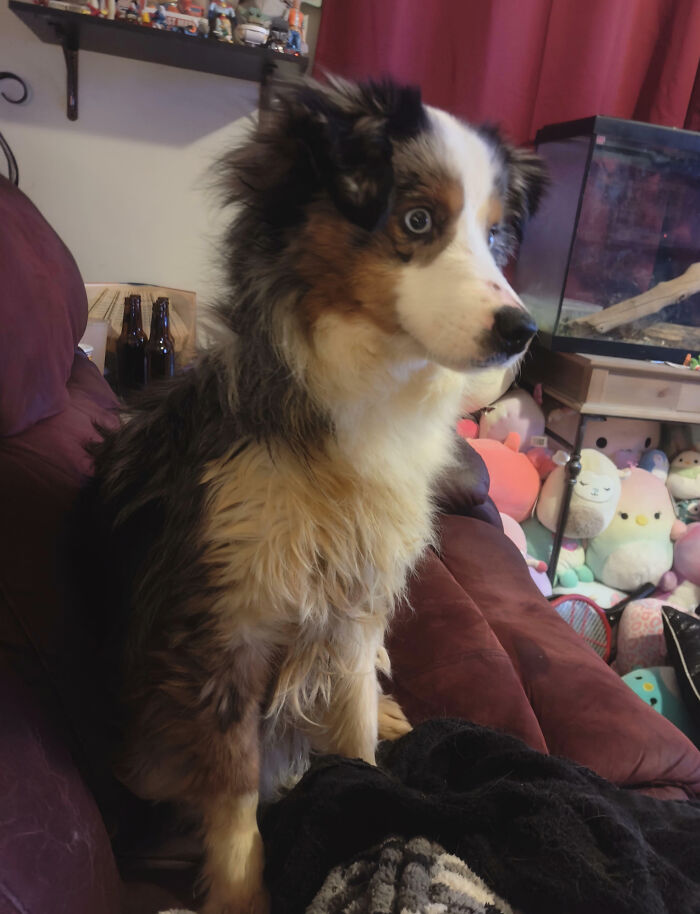 Neighbors Just Ditched Their Doggo At Our House And Moved. Sadly, We Can't Keep It