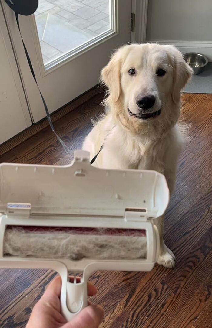 Golden retriever sitting on wooden floor while a hand holds a pet hair remover covered in dog fur for life hacks advice.