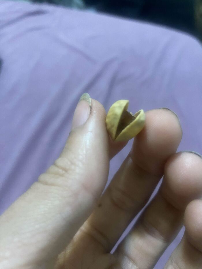 Woah! The Shell With No Pistash :0