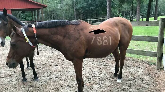 Two horses standing in a fenced area with one showing a branded number on its side, capturing animals being hilarious.