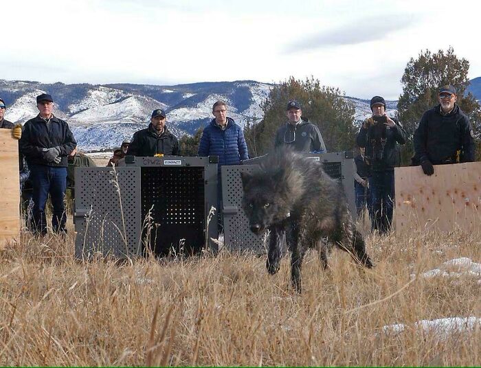 Black wolf running in a grassy field with people and animal crates in the background, captured in a wildlife setting.