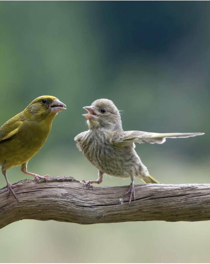 Finalists For Comedy Wildlife Photography 2023