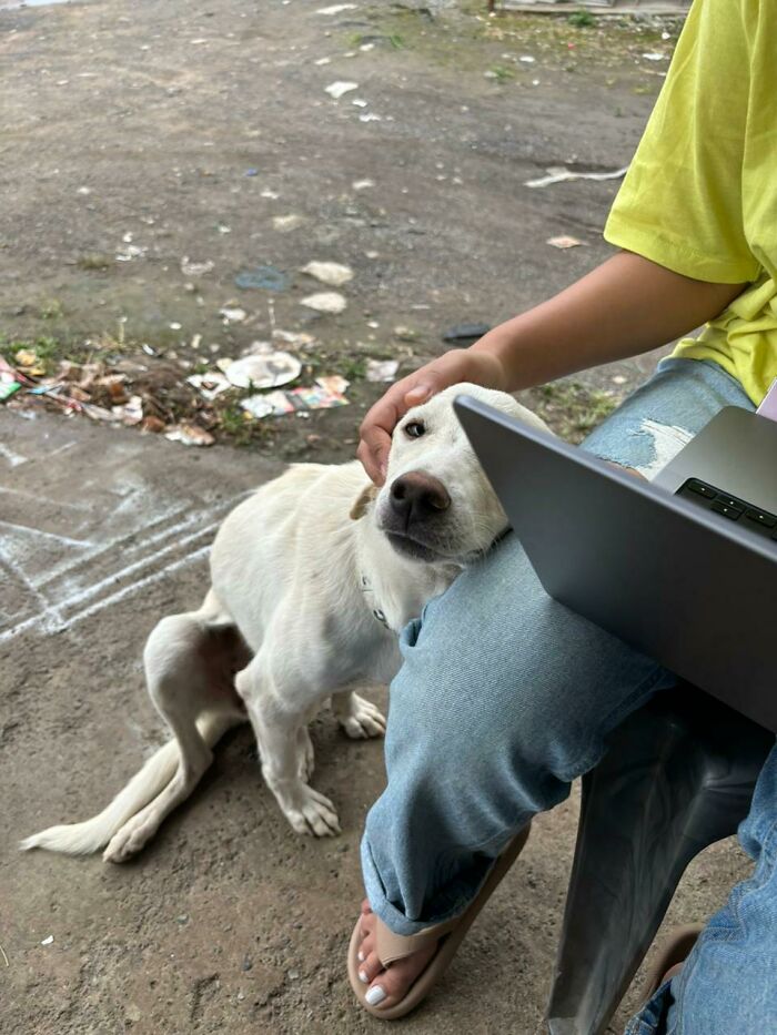 Cute white dog resting its head on a person's lap while being petted, showing one of the cutest dogs ever.