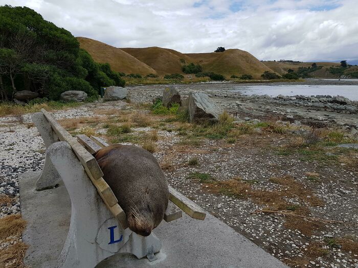 Adorable animal resting on a bench near rocky shore with hills and cloudy sky in the background.