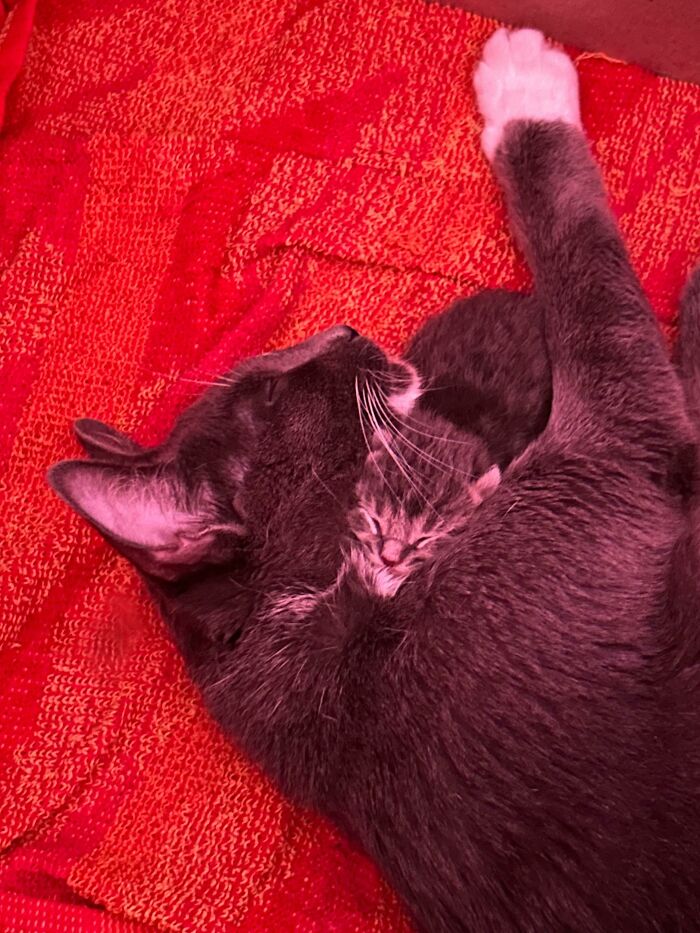 Gray cat cuddling a tiny kitten on a red textured blanket, showcasing one of the cutest cats to melt your heart.