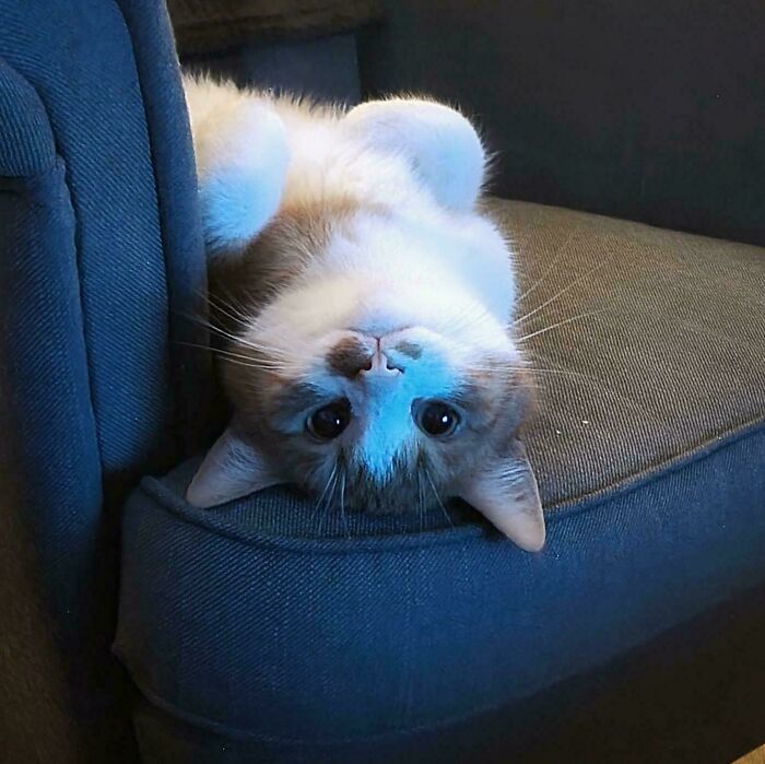 Cute cat lying upside down on a dark gray fabric couch, looking directly at the camera with big eyes.