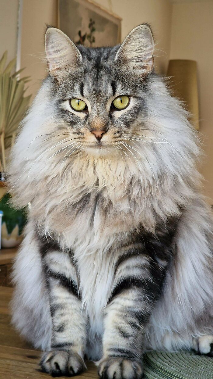 Fluffy gray tabby cat with striking yellow eyes sitting indoors, one of the cutest cats to melt your heart.
