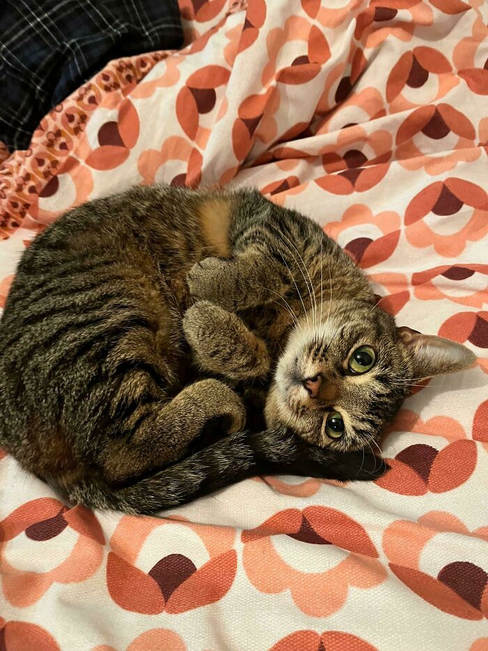 Tabby cat curled up on a patterned blanket with green eyes looking up, one of the cutest cats to melt your heart.