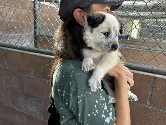 Woman holding one of the cutest dogs ever, a small white and black puppy, near a chain link fence enclosure.