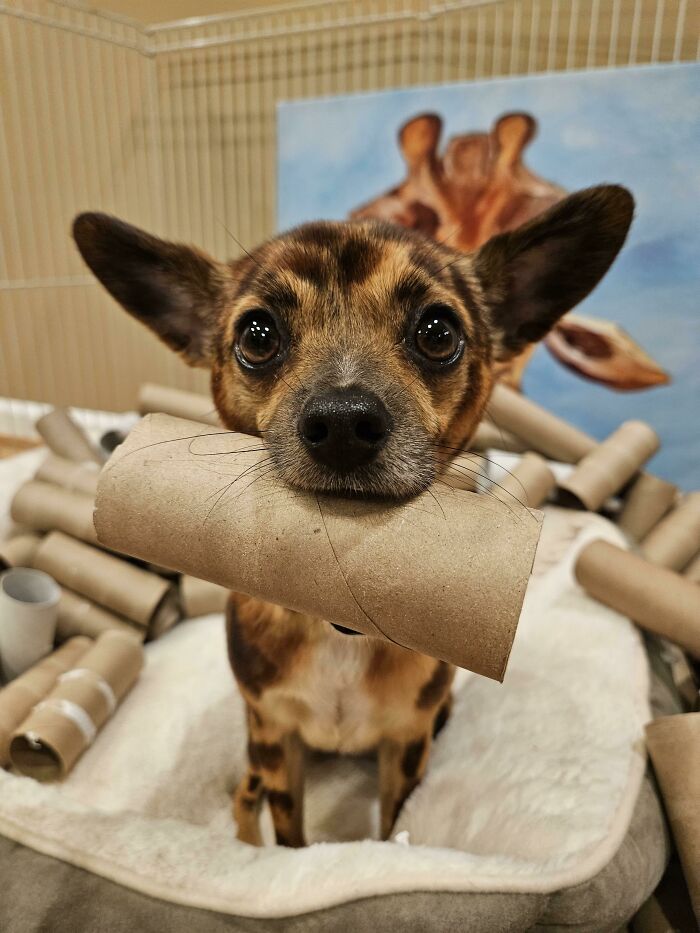 Small cute dog holding an empty cardboard tube in its mouth surrounded by many similar tubes on a soft bed.
