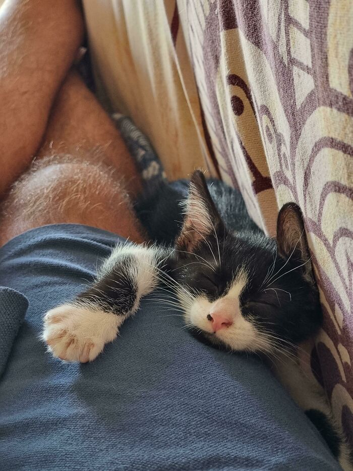 Black and white kitten sleeping peacefully while cuddled up on a person's lap, one of the cutest cats to melt your heart.