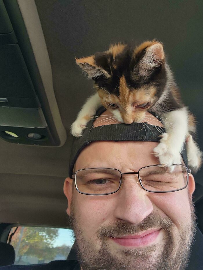 A cute calico kitten perched on a man’s cap inside a car, showcasing one of the cutest cats to melt your heart.