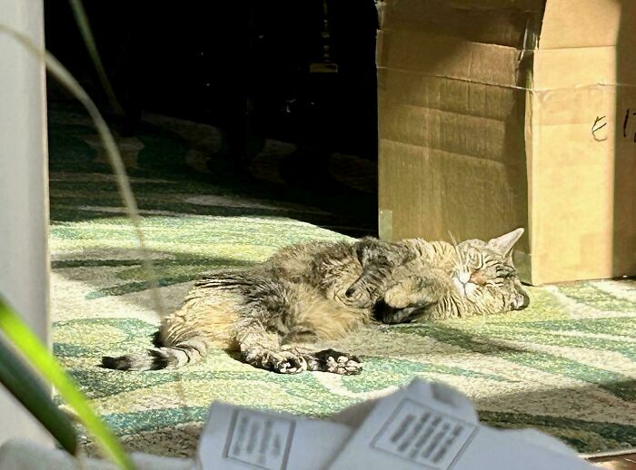 Tabby cat lying down and relaxing in sunlight on patterned carpet next to a cardboard box, showcasing cutest cats charm.