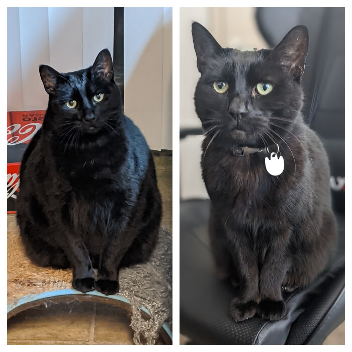 Two adorable black cats with green eyes sitting indoors, showcasing the cutest cats to melt your heart.