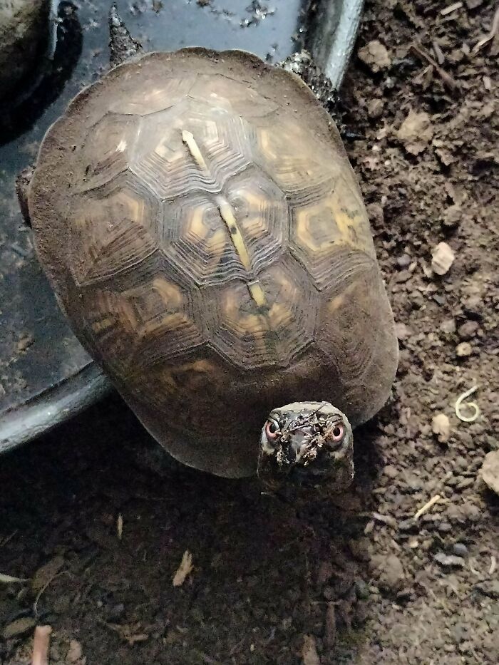 Close-up of a turtle with dirt on its face, showcasing animals being their hilarious selves in a natural setting.