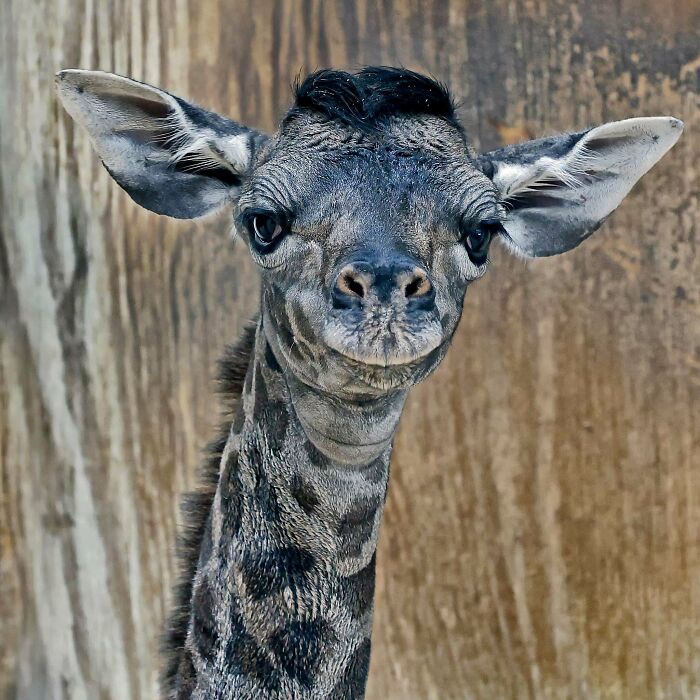 Close-up of a young giraffe with a curious expression showcasing animals being their hilarious selves.