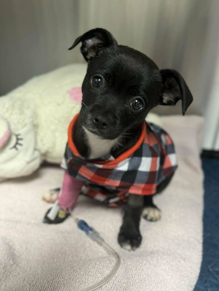 Small black puppy in a red and black plaid shirt lying next to a stuffed lamb, showing one paw with a bandage.
