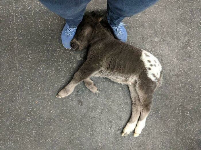 Baby donkey with spotted fur pattern lying on the ground next to a person wearing blue shoes and jeans, adorable animals.