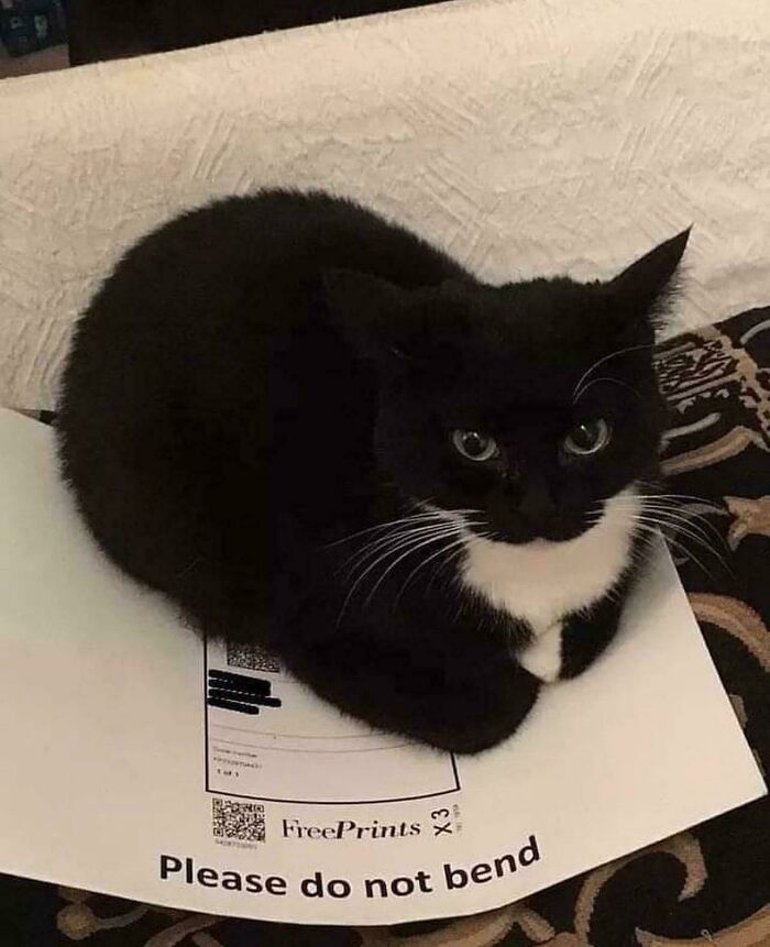 Black and white cat sitting on a paper with please do not bend text, one of the cutest cats to melt your heart.