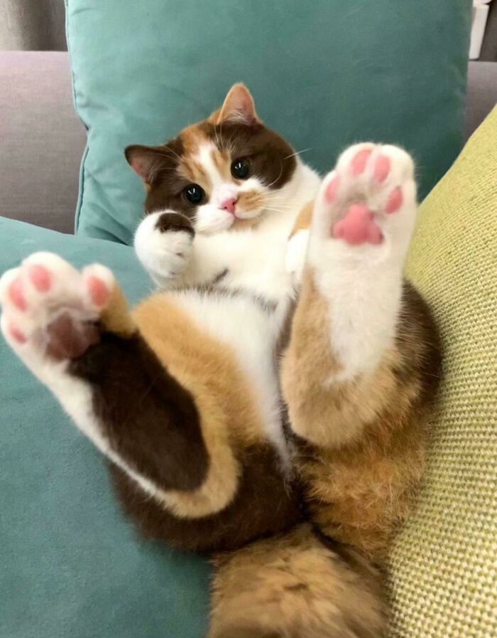 Calico cat lying on a couch with paws raised, showcasing pink paw pads, one of the cutest cats to melt hearts