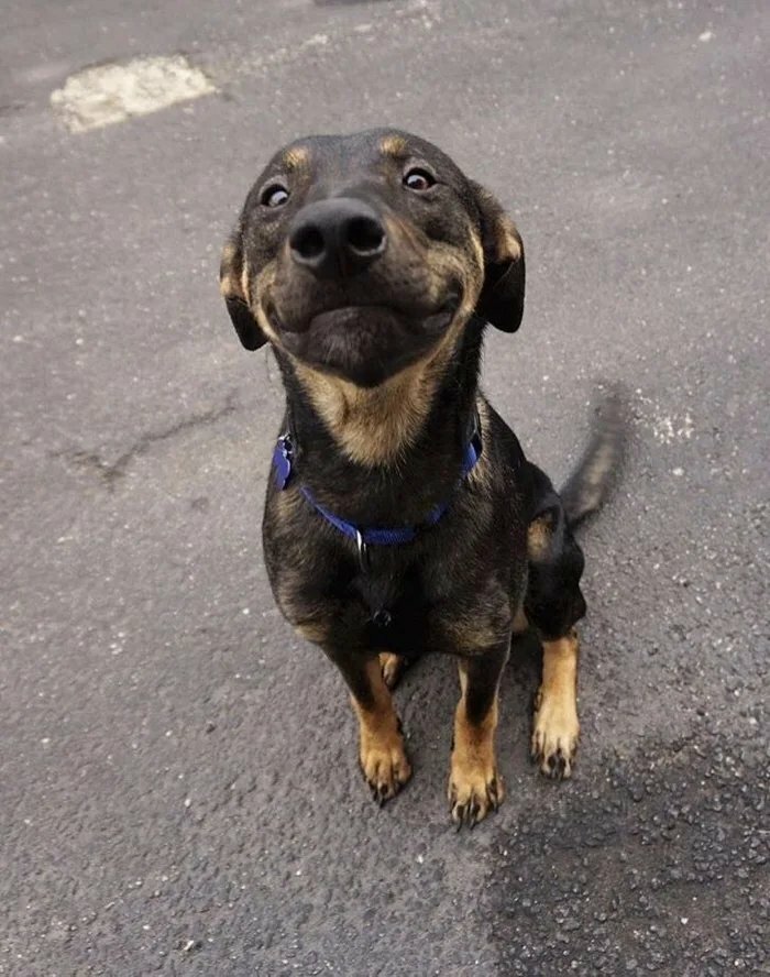 Perrete pequeño con collar azul sentado en asfalto gris con expresión divertida y cola moviéndose rápidamente.