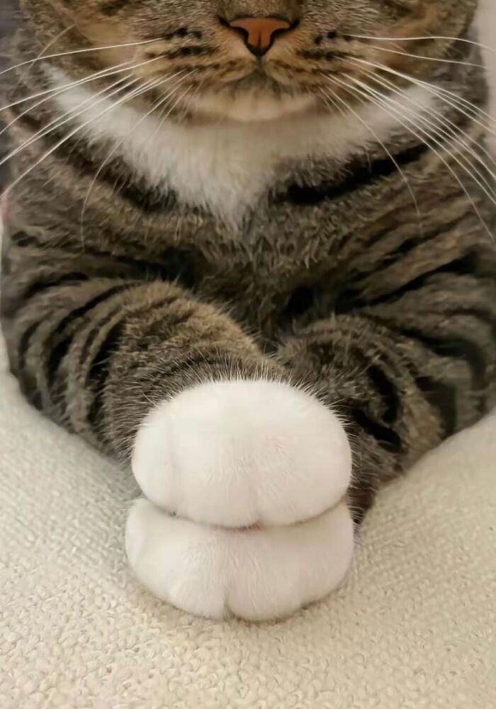 Close-up of a cat’s paws and chest with soft fur, showcasing one of the cutest cats to melt your heart.