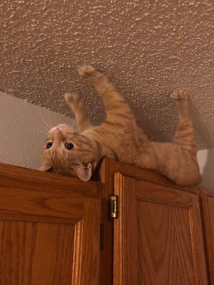 Orange tabby cat lying upside down on a wooden cabinet, showing one paw on a textured ceiling, cutest cats ever to melt hearts.